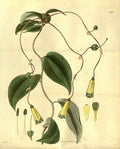 Vintage Victorian Retro Biological Flowers 485300 A4 Photo Print