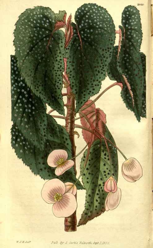 Vintage Victorian Retro Biological Flowers 485303 A4 Photo Print