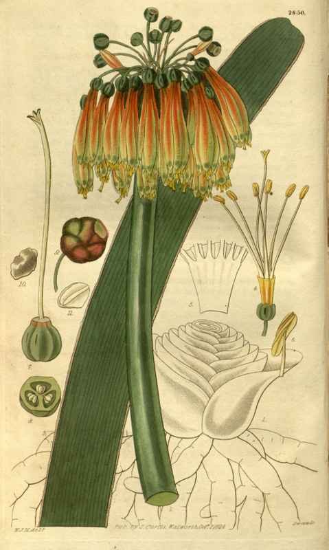 Vintage Victorian Retro Biological Flowers 485324 A4 Photo Print