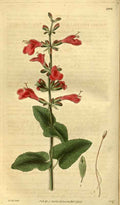 Vintage Victorian Retro Biological Flowers 485350 A4 Photo Print