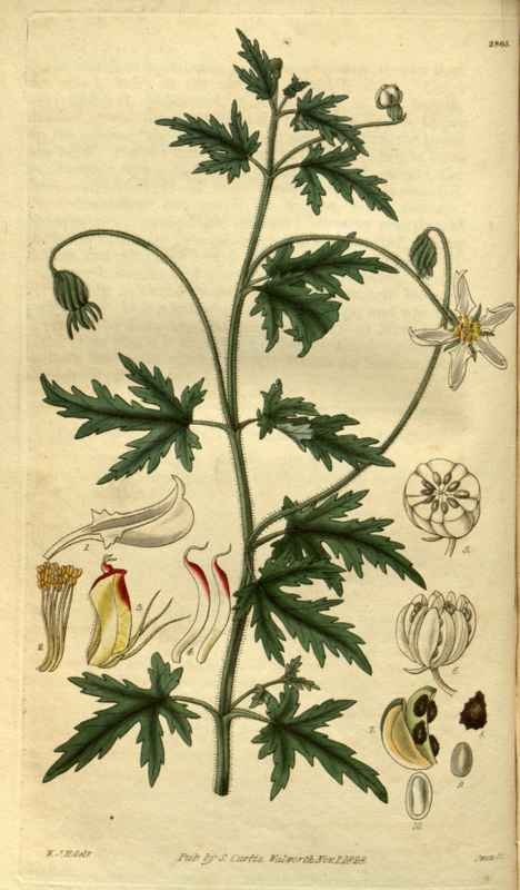 Vintage Victorian Retro Biological Flowers 485353 A4 Photo Print