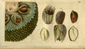 Vintage Victorian Retro Biological Flowers 485368 A4 Photo Print