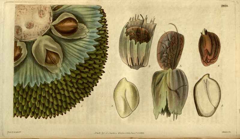Vintage Victorian Retro Biological Flowers 485368 A4 Photo Print