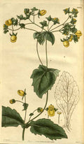 Vintage Victorian Retro Biological Flowers 486324 A4 Photo Print