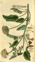 Vintage Victorian Retro Biological Flowers 486333 A4 Photo Print