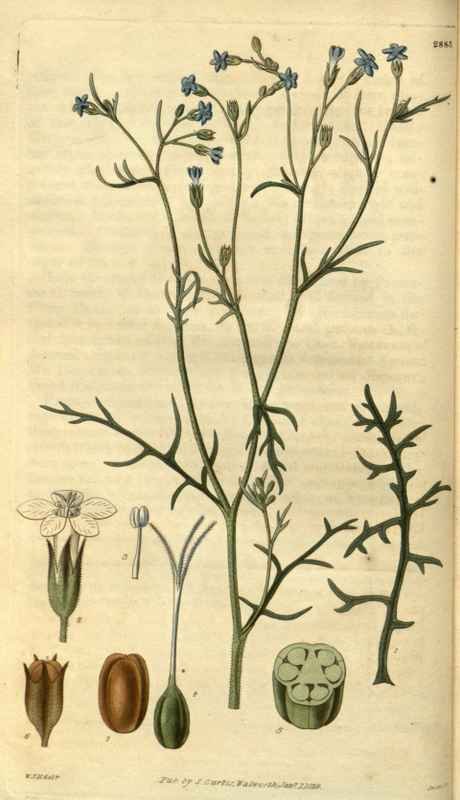 Vintage Victorian Retro Biological Flowers 486345 A4 Photo Print