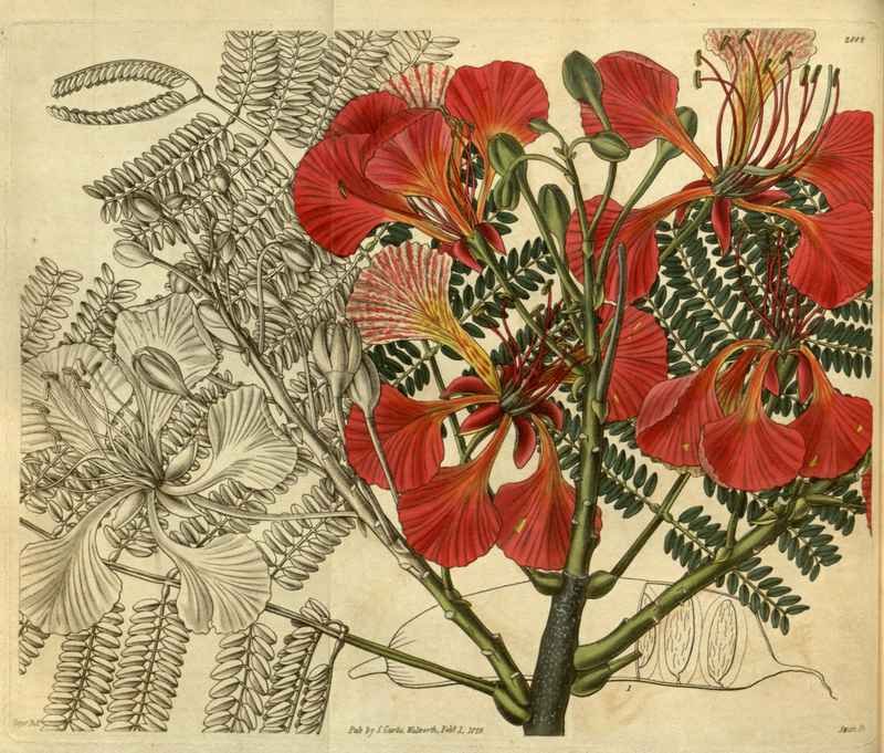 Vintage Victorian Retro Biological Flowers 486348 A4 Photo Print