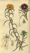 Vintage Victorian Retro Biological Flowers 486351 A4 Photo Print