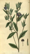 Vintage Victorian Retro Biological Flowers 486365 A4 Photo Print