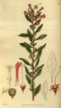 Vintage Victorian Retro Biological Flowers 486368 A4 Photo Print