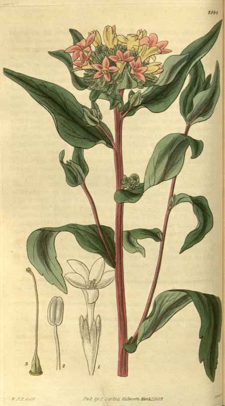 Vintage Victorian Retro Biological Flowers 486380 A4 Photo Print