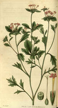 Vintage Victorian Retro Biological Flowers 486383 A4 Photo Print