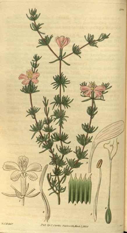 Vintage Victorian Retro Biological Flowers 486386 A4 Photo Print