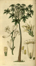 Vintage Victorian Retro Biological Flowers 486392 A4 Photo Print