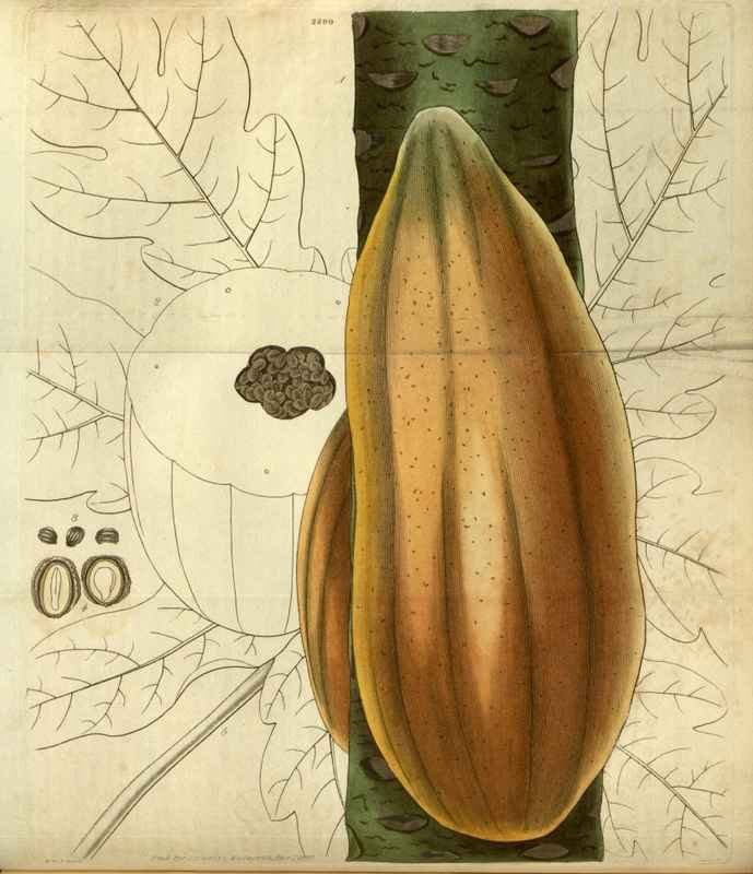 Vintage Victorian Retro Biological Flowers 486395 A4 Photo Print