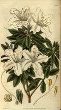 Vintage Victorian Retro Biological Flowers 486403 A4 Photo Print