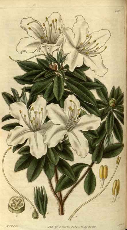 Vintage Victorian Retro Biological Flowers 486403 A4 Photo Print