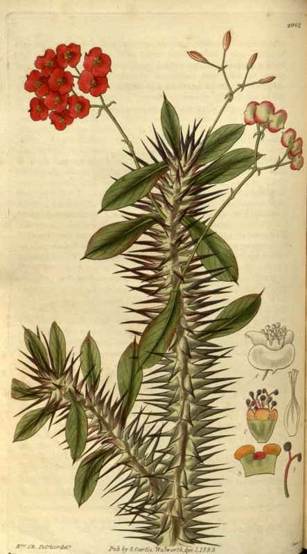 Vintage Victorian Retro Biological Flowers 486406 A4 Photo Print