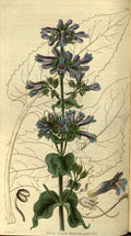 Vintage Victorian Retro Biological Flowers 486409 A4 Photo Print