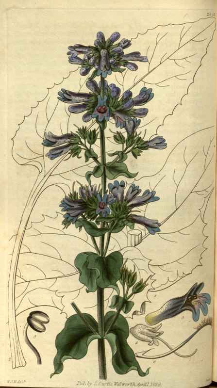 Vintage Victorian Retro Biological Flowers 486409 A4 Photo Print