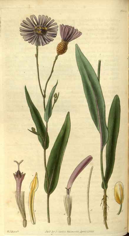 Vintage Victorian Retro Biological Flowers 486412 A4 Photo Print