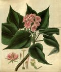 Vintage Victorian Retro Biological Flowers 486415 A4 Photo Print