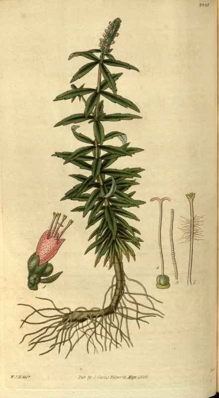 Vintage Victorian Retro Biological Flowers 486420 A4 Photo Print