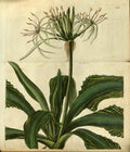 Vintage Victorian Retro Biological Flowers 486423 A4 Photo Print