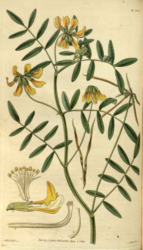 Vintage Victorian Retro Biological Flowers 486437 A4 Photo Print