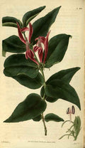 Vintage Victorian Retro Biological Flowers 486440 A4 Photo Print