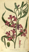 Vintage Victorian Retro Biological Flowers 486452 A4 Photo Print