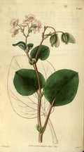 Vintage Victorian Retro Biological Flowers 486457 A4 Photo Print