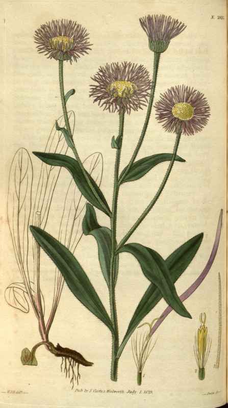 Vintage Victorian Retro Biological Flowers 486466 A4 Photo Print