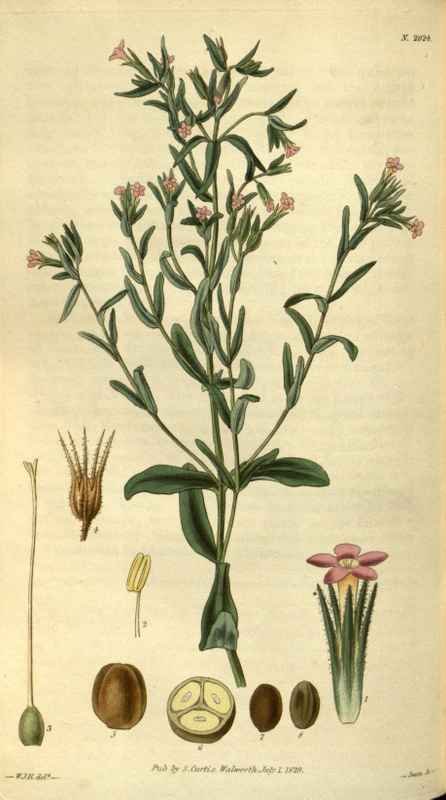 Vintage Victorian Retro Biological Flowers 486469 A4 Photo Print