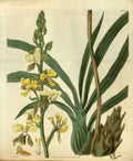 Vintage Victorian Retro Biological Flowers 486490 A4 Photo Print