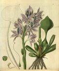 Vintage Victorian Retro Biological Flowers 486493 A4 Photo Print