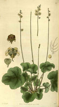 Vintage Victorian Retro Biological Flowers 486497 A4 Photo Print
