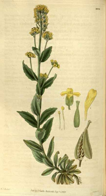 Vintage Victorian Retro Biological Flowers 486500 A4 Photo Print