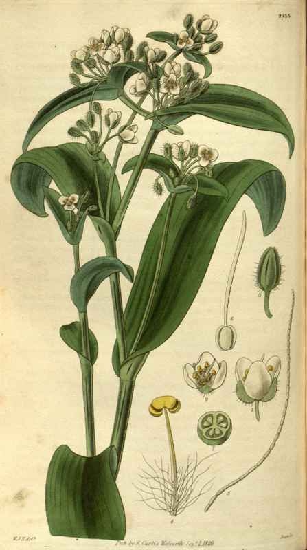 Vintage Victorian Retro Biological Flowers 486503 A4 Photo Print