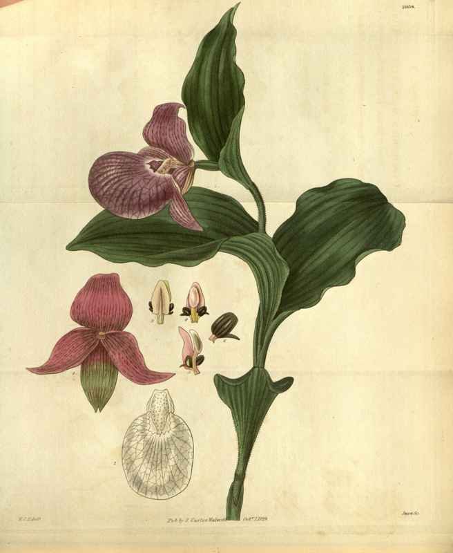 Vintage Victorian Retro Biological Flowers 486512 A4 Photo Print