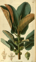Vintage Victorian Retro Biological Flowers 486515 A4 Photo Print