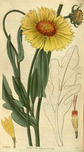Vintage Victorian Retro Biological Flowers 486518 A4 Photo Print