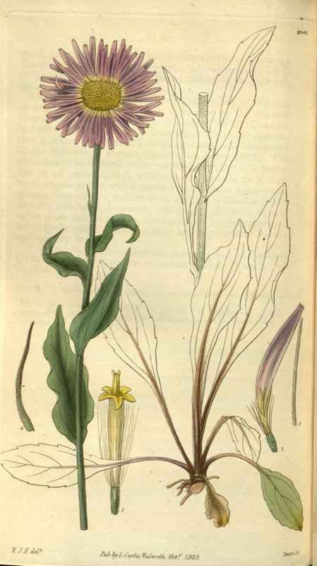 Vintage Victorian Retro Biological Flowers 486524 A4 Photo Print