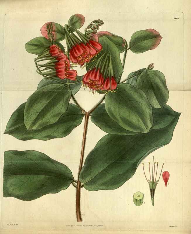 Vintage Victorian Retro Biological Flowers 486530 A4 Photo Print