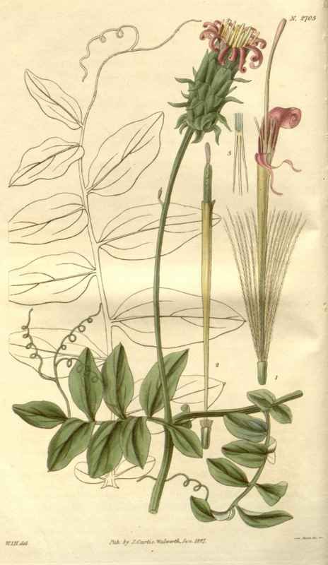 Vintage Victorian Retro Biological Flowers 488314 A4 Photo Print