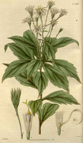 Vintage Victorian Retro Biological Flowers 488320 A4 Photo Print