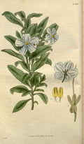 Vintage Victorian Retro Biological Flowers 488323 A4 Photo Print