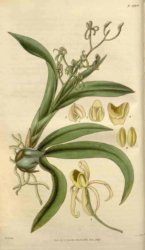 Vintage Victorian Retro Biological Flowers 488326 A4 Photo Print