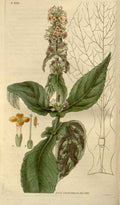 Vintage Victorian Retro Biological Flowers 488338 A4 Photo Print