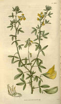 Vintage Victorian Retro Biological Flowers 488341 A4 Photo Print